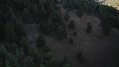 Drohnenaufnahme,-Die-Die-Goldenen-Farbtöne-Eines-Sonnenuntergangs-In-Colorado-Einfängt-Und-Einen-Warmen,-ätherischen-Glanz-über-Eine-Weite-Fläche-Mit-Kiefern-Bewachsener-Berge-Wirft