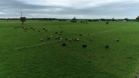 Vacas-En-Un-Exuberante-Prado-Verde-De-Drone