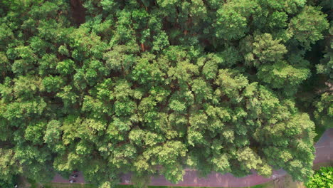 Aerial-view-of-a-dense-canopy-of-trees-displaying-vibrant-shades-of-green,-capturing-the-essence-of-a-lush-forest-or-park