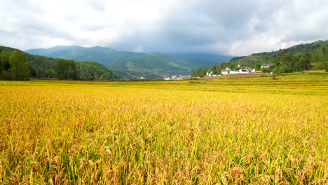 Der-Goldene-Reis-Ist-Gereift,-Herbstreisfelder,-Landwirtschaft