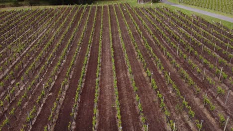 Drone-initially-flying-low-along-the-row-of-white-wine-grapes-in-an-Adelaide-Hills-vineyard,-then-climbs-very-high-and-tilts-down-to-reveal-a-spectacular-shot-of-the-vineyard