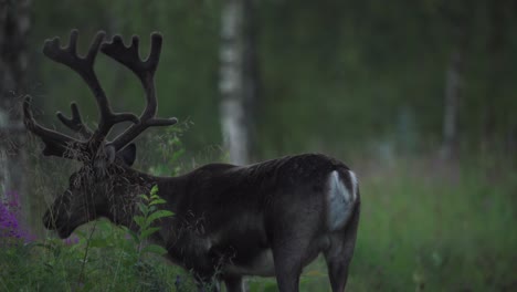 Ciervos-Sambar-Alimentándose-Con-Pasto-En-Vangsvik,-Noruega---Ancho