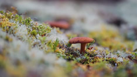 A-tiny-orange-brown-mushroom-grows-on-the-fluffy-lichen-cushion