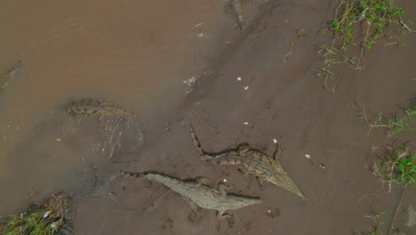Luftaufnahme-Von-Oben-Nach-Unten-Auf-Wilde-Krokodile-In-Einem-Fluss,-Die-Das-Sonnenlicht-Aufsaugen