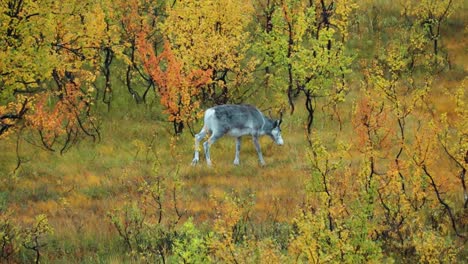 A-reindeer-calf-walks-through-the-autumn-tundra-landscape