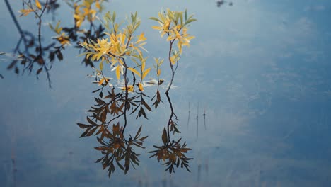 Thin-twigs-with-yellow-green-leaves-stand-in-the-shallow-water