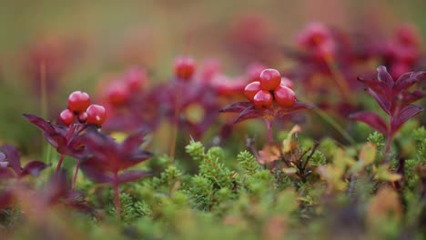 Red-berries-and-leaves-on-the-carpet-of-the-green-moss