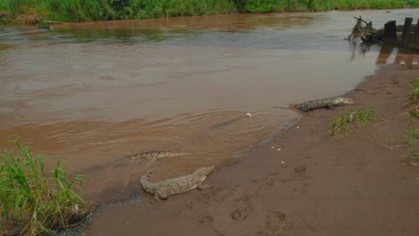 Aerial-of-crocodiles-on-the-riverbank-of-Tarcoles-River,-Costa-Rica