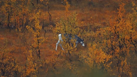 A-young-reindeer-calf-walks-through-the-trees-in-the-autumn-tundra