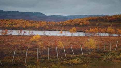 Rentiere-Streifen-Durch-Die-Herbstliche-Tundra