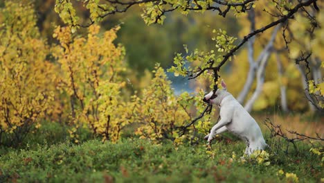 A-small-white-terrier-dog-enthusiastically-biting-and-tugging-the-birch-tree-branch