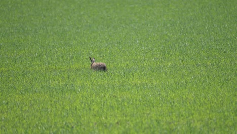 A-hare-runs-through-the-lush-green-field