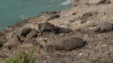 Sleepy-fur-seal-colony-on-rocky-pacific-shore