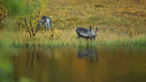 Two-reindeer-graze-on-the-water's-edge