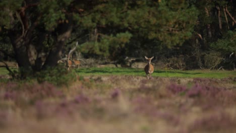 Wide-shot-of-red-deer-does-in-an-evergreen-forest-walking-toward-the-camera,-slow-motion