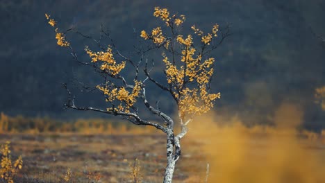 A-solitary-birch-tree-with-twisted-thin-branches-covered-with-bright-yellow-leaves