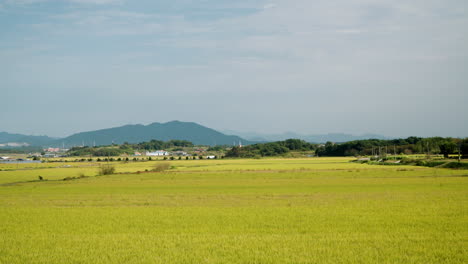 Yellow-rice-fields-ready-to-harvest-on-Sunny-day-in-South-Korea