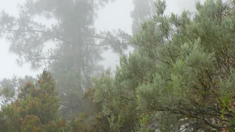 Rocky-cliff-and-heavy-fog-hiding-trees-in-Tenerife-mountains