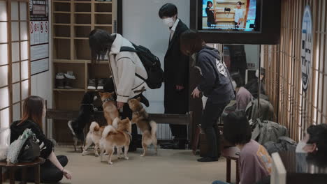 Curious-and-cute-miniature-Shiba-dogs-greeting-and-welcoming-young-Japanese-customers-entering-a-dog-cafe-in-Kyoto,-Japan