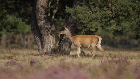 Medium-shot-of-a-beautiful-red-deer-doe-walking-through-an-evergreen-forest-meadow,-slow-motion