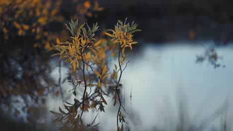 Thin-twigs-with-yellow-green-leaves-stand-above-the-water