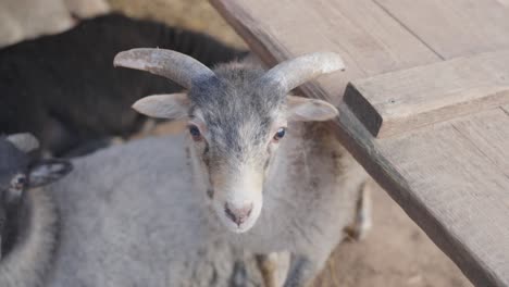 Cute-domestic-goats-in-rural-farm,-close-up-view