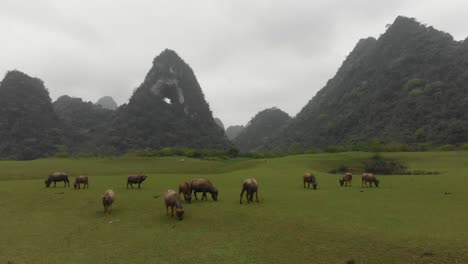 Side-panning-shot-of-group-water-buffalo-at-North-Vietnam,-aerial