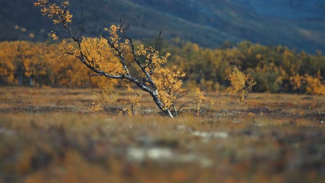 Eine-Einsame-Birke-Mit-Verdrehten,-Dünnen-Ästen,-Bedeckt-Mit-Leuchtend-Gelben-Blättern,-In-Der-Herbstlichen-Tundra-Landschaft