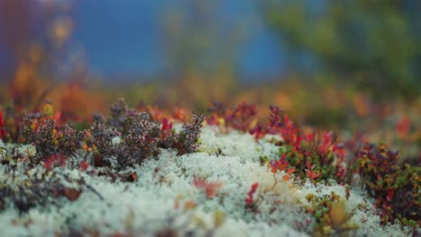 Bright-colored-blueberry-and-heather-shrubs-on-the-pale-fluffy-lichen