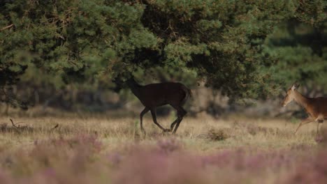 Medium-shot-of-a-pair-of-red-deer-does-running-through-an-evergreen-forest-then-walking-in-a-clearing,-slow-motion