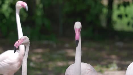 Nahaufnahme-Eines-Teleobjektivs-Mit-Stolzierenden-Rosafarbenen-Flamingos,-Flammenwerfern-Und-Einem-Eleganten-Vogel