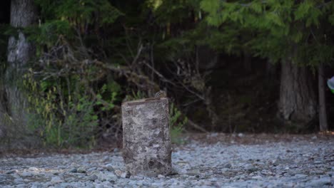 Small-striped-chipmunk-sits-on-log-then-runs-away-onto-rocks-in-Garibaldi-Provincial-Park's-Cheakamus-Lake