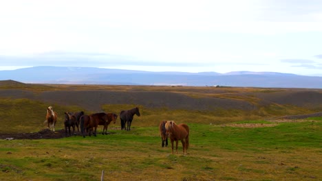 Aerial-orbiting-shot-of-a-herd-of-wild-horses-standing-in-the-countryside-in-Iceland