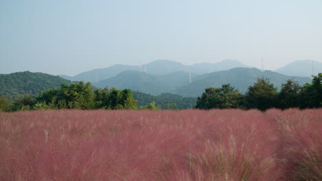 Pink-Muhly-Tall-Grass-Field-with-Mountain-Background---wide-angle-pan
