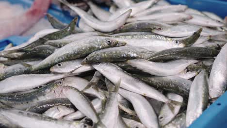 Close-up-of-a-box-of-fresh-sardines-in-fishmonger's-shop