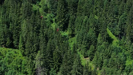 Red-cable-cars-passing-through-the-middle-of-a-Fir-tree-forest