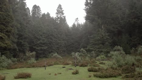 Una-Toma-Panorámica-En-Un-Prado-Dentro-De-Un-Bosque-En-Medio-De-La-Niebla-En-Un-Día-Nublado
