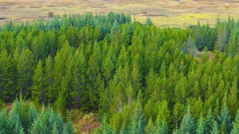 Rotating-aerial-view-of-rocky-pineforest-landscape-in-southern-Iceland