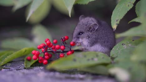 A-grey-Western-Deer-Mouse-eats-red-berries-on-a-rock-among-leaves-near-Whistler-and-Pemberton,-British-Columbia