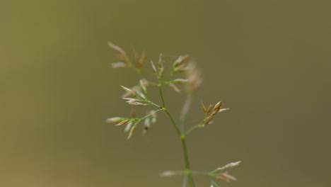 Slide-shot-of-delicate-wildflower-against-soft-background