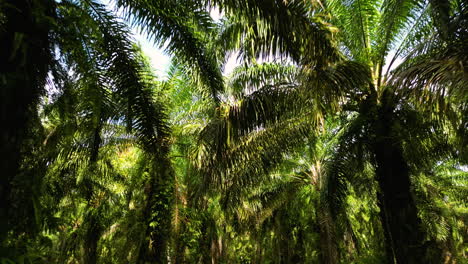 Pov-shot-showing-dense-palm-trees-on-Koh-Lanta-Island-during-sunny-day,-Thailand