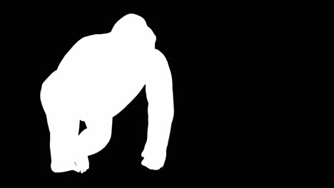 A-gorilla-walking-on-black-background-with-alpha-channel-included-at-the-end-of-the-video,-3D-animation,-perspective-view,-animated-animals,-seamless-loop-animation