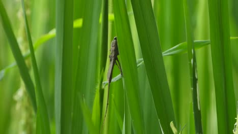 Water-Scorpio-in-rice-grass-