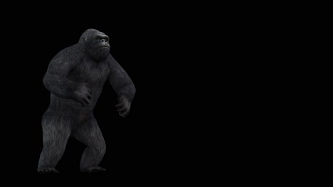 A-gorilla-howling-on-black-background-with-alpha-channel-included-at-the-end-of-the-video,-3D-animation,-perspective-view,-animated-animals,-seamless-loop-animation