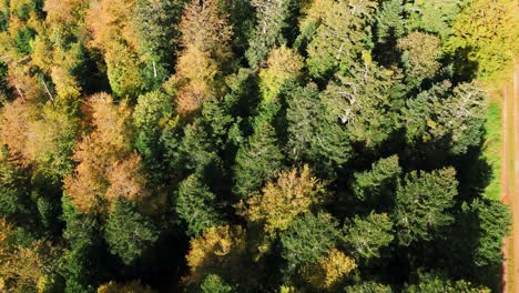 Luftaufnahme-Mit-Nach-Unten-Geneigtem-Blick-über-Den-Wunderschönen-Herbstlichen-Bergwald,-Langsamer-Flug,-4k