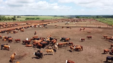 Luftaufnahme-Einer-Argentinischen-Rinderfarm,-Die-Für-Ihre-Erstklassige-Rindfleischproduktion-Bekannt-Ist