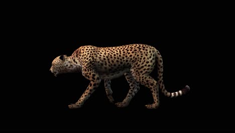 A-cheetah-walking-on-black-background-with-alpha-channel-included-at-the-end-of-the-video,-3D-animation,-side-view,-animated-animals,-seamless-loop-animation
