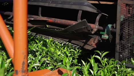 Harvesting-green-tea-leaves-in-an-Argentine-tea-plantation