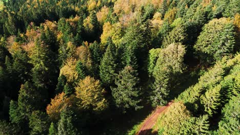Nach-Unten-Geneigte-Luftaufnahme-über-Den-Wunderschönen-Herbstlichen-Bergwald,-Langsamer-Flug,-4k
