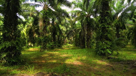 Palmölplantage-In-Thailand